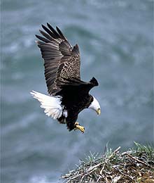 A bald eagle lands. File Photo U.S. Fish and Wildlife Service.