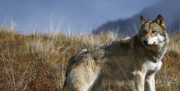 Gun Lake Tribe hosts summit to address importance of wolves