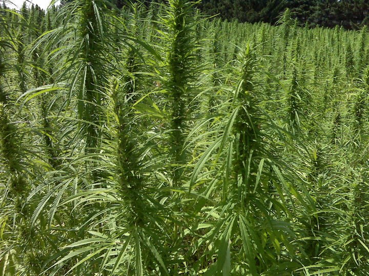 Ray Cook: Indian Country should say yes to cultivation of hemp