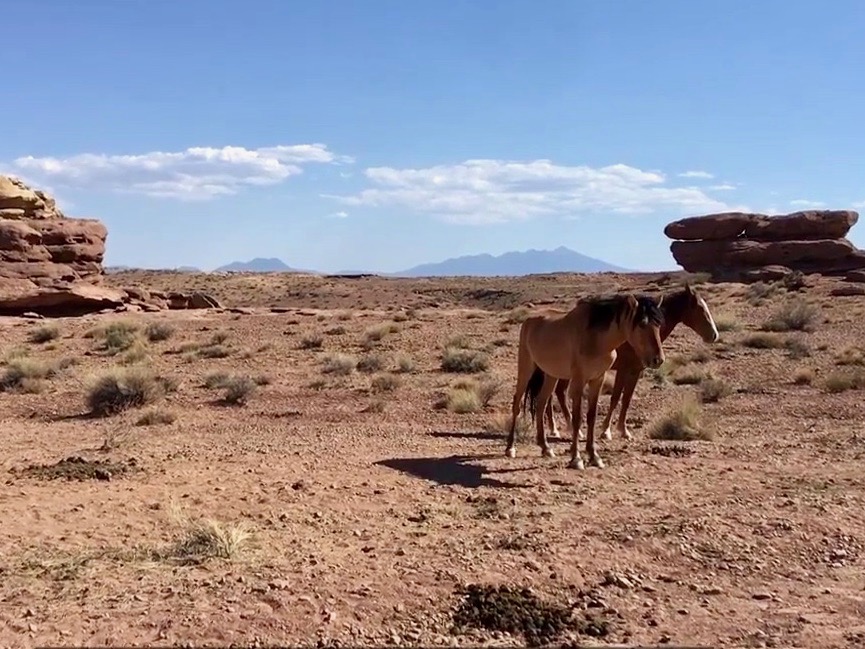 'They're sacred': Volunteers take care of wild horses on Navajo Nation