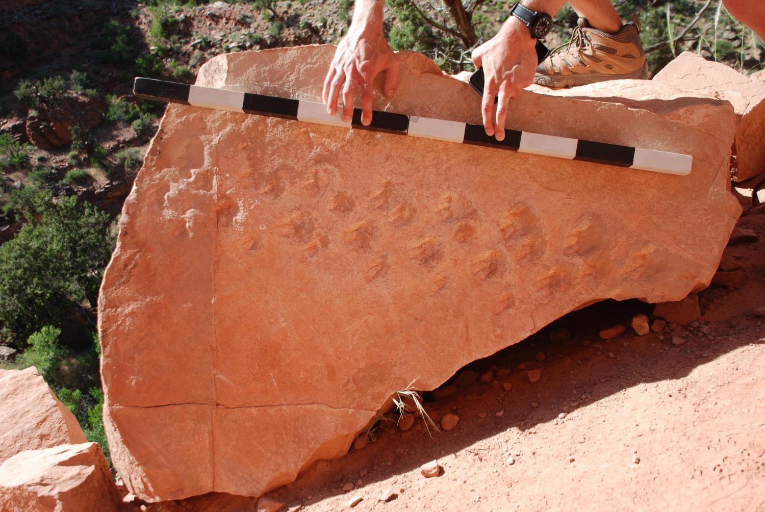 KJZZ: Reptile tracks are oldest discovered in Grand Canyon