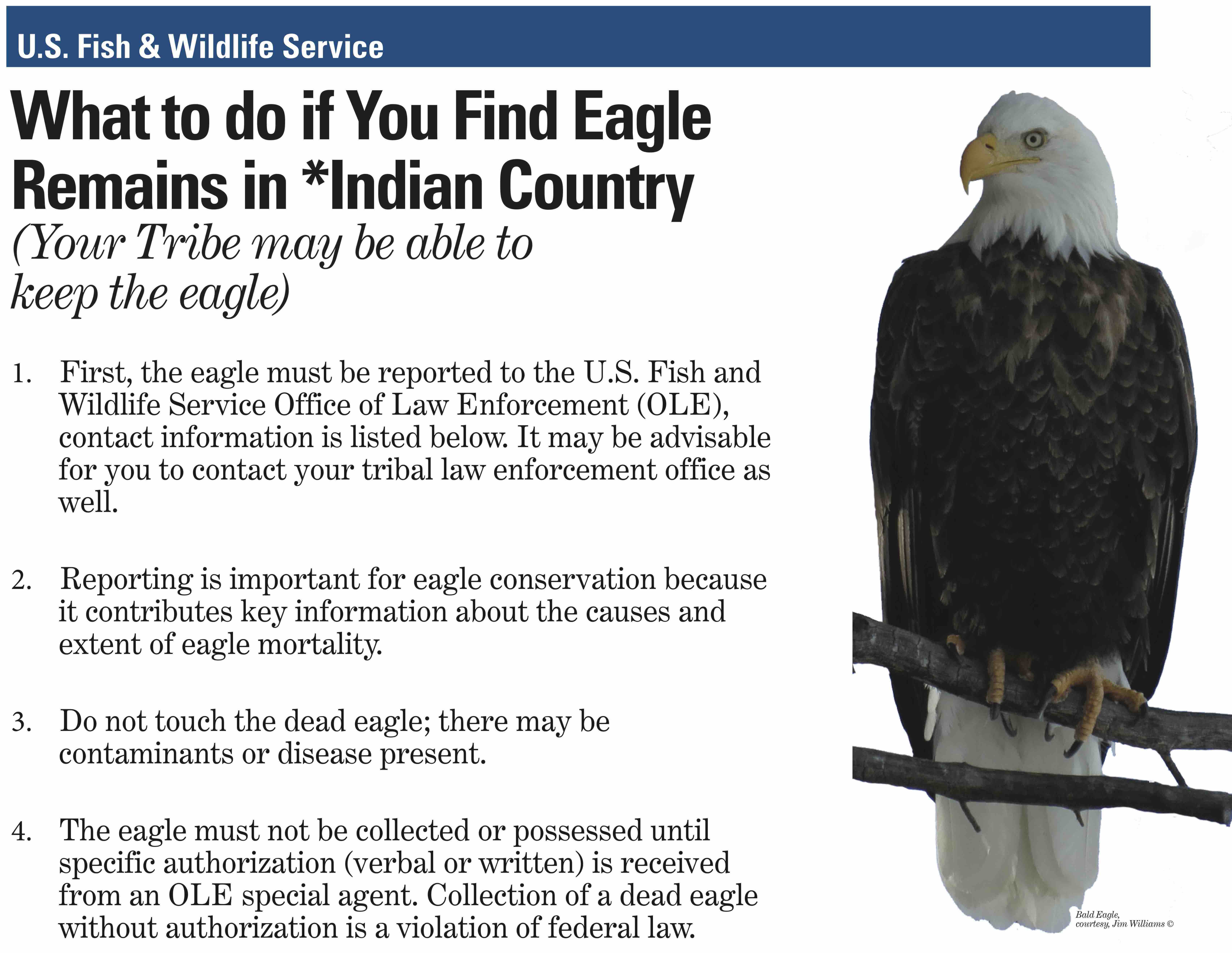 Is it illegal to have an eagle feather in canada Ute Tribe Calls New Eagle Policy A Step In The Right Direction