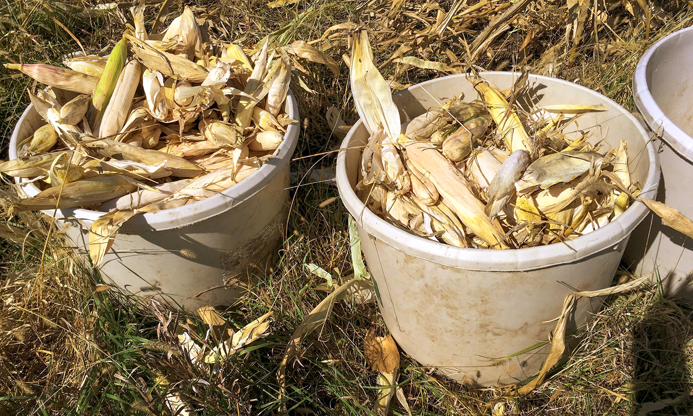YES! Magazine Pawnee Nation reclaims agricultural traditions