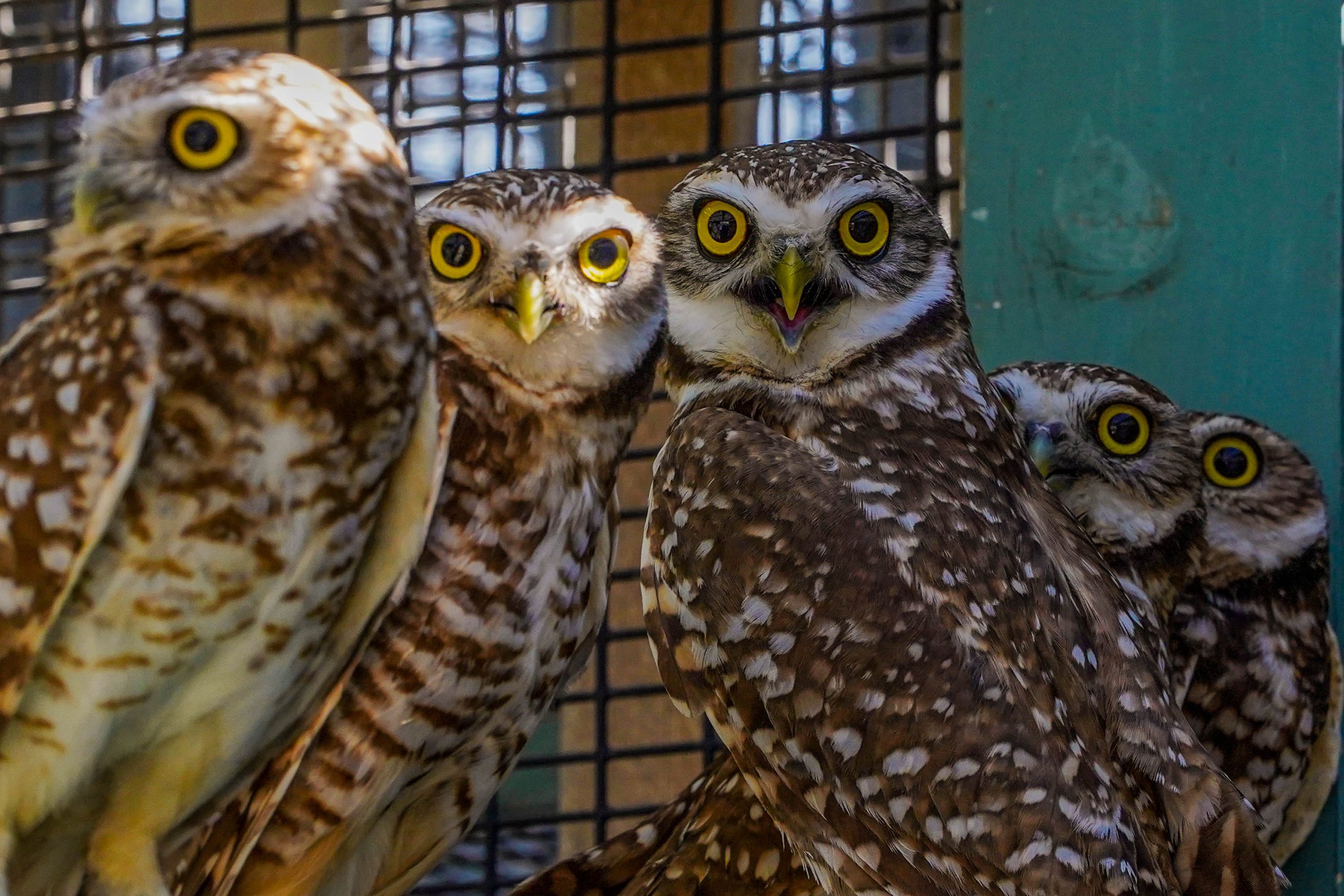 Burrowing owls’ habitat losses have wildlife experts working to relocate them